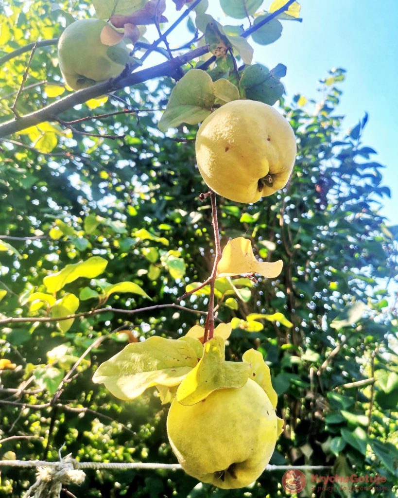 Pigwa - owoc na drzewie