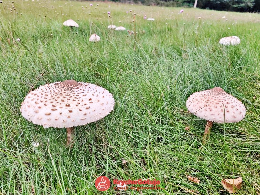 Kania czubajka, potocznie Sowa